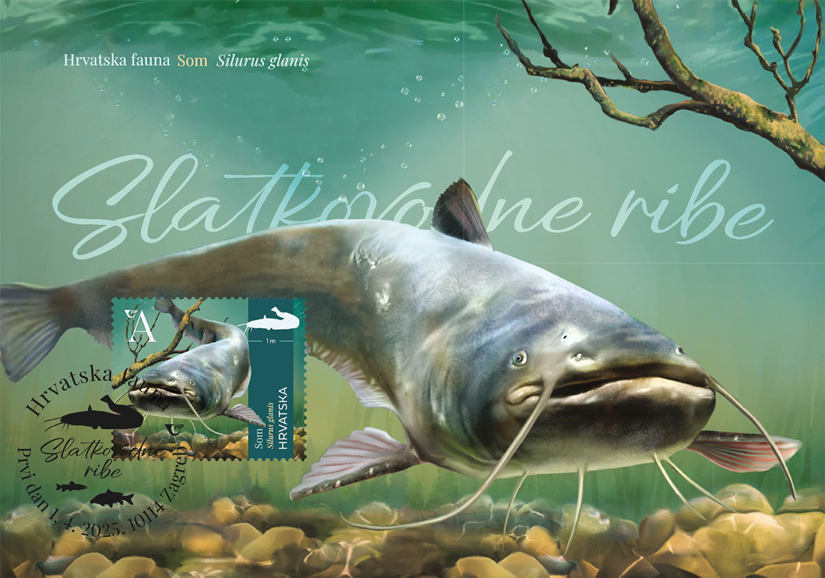 Croatian Fauna - Freshwater Fish: The European Catfish (Maximum Card)