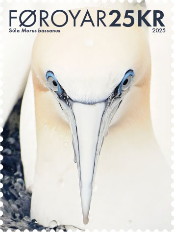 Northern Gannet